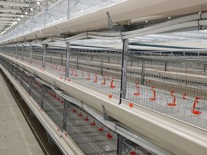 broiler chicken cage project