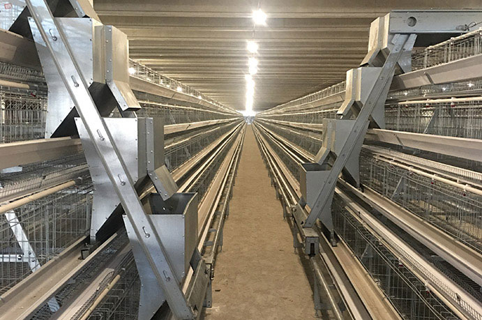 commercial chicken cage case