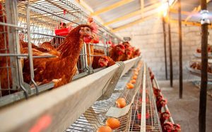 egg layer cages