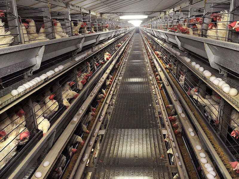 layer cages of AGICO