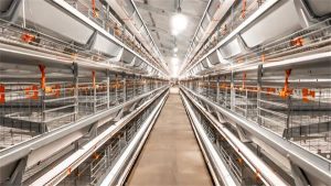 layer chicken Cage