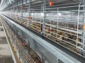 pullet cage case