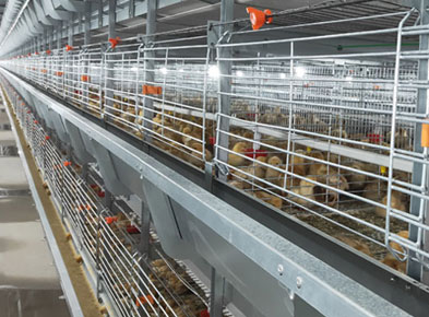 pullet cage case