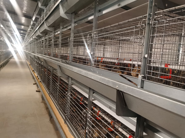 pullet chicken cage