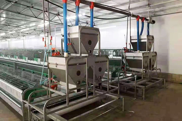 Automatic rabbit feeding system