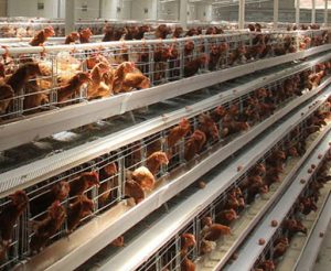 chicken cage case