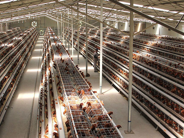 commercial chicken cage of AGICO