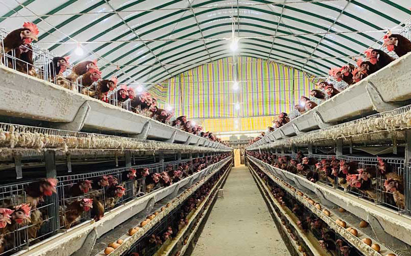 how to reduce poultry farm equipment cost banner