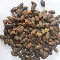 Dried Neem Fruits