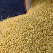 Foxtail Millet
