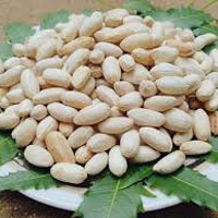 Neem Seeds