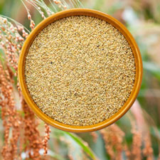 Proso Millet