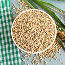 Sorghum