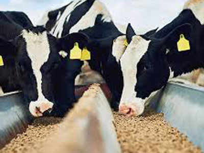 animal feed
