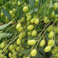 fresh neem