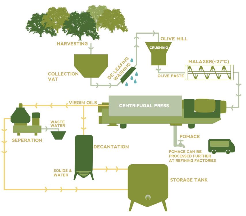 process of olive oil mill
