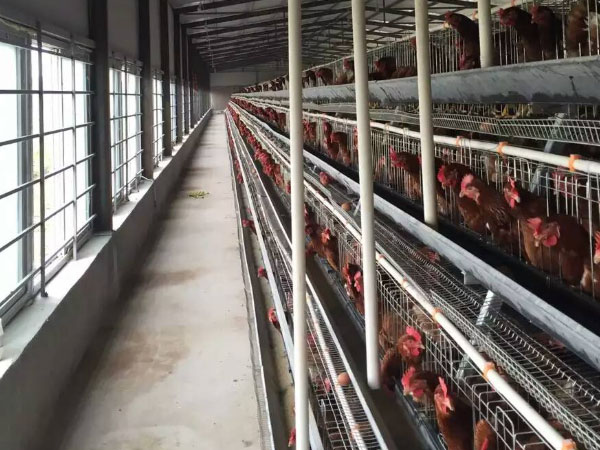 A type egg laying cage