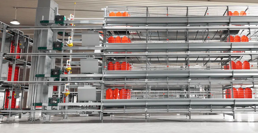 Complete enriched chicken cage diagram