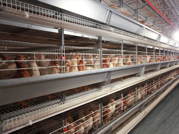 H type egg laying cage