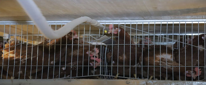 drinking system of egg laying cages