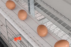 enriched chicken-cage-egg-belt