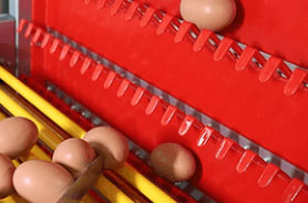 enriched chicken cage egg handle
