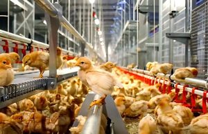 enriched chicken cage image