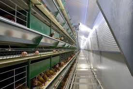 enriched chicken cage question 1