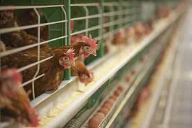 enriched chicken cage question 2