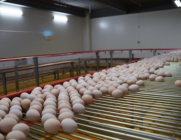 Automatic Egg Collecting System of AGICO