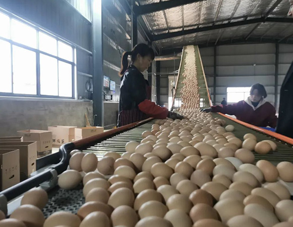 Automatic Egg Collecting System project
