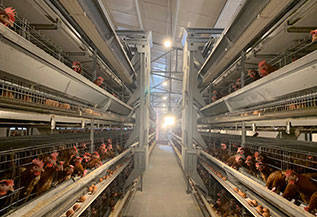Feeding machine
