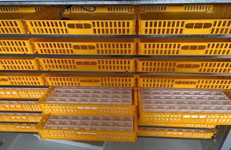 Poultry Hatchery Incubator