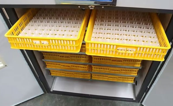 egg tray