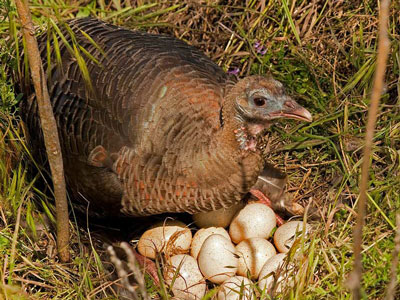 turkey