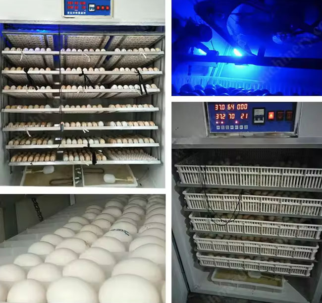 Advantages of 2000 egg incubator