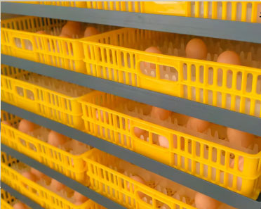egg tray of 2000 egg incubator