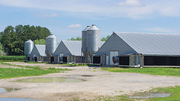 poultry houses plans for 100 chickens image