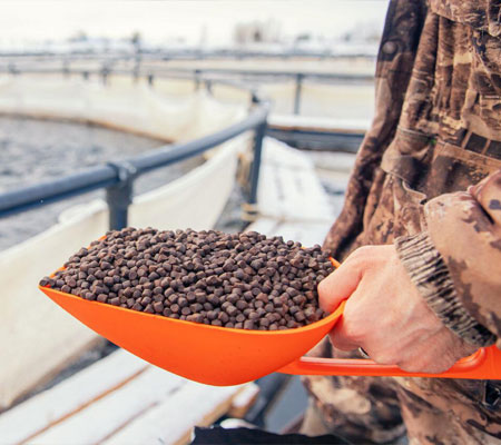 Animal Feed Industry