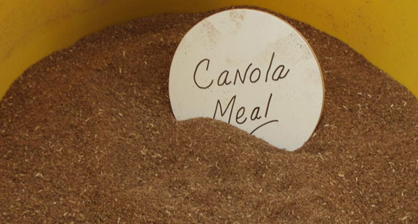 Rapeseed Meal