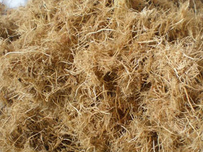 Palm Fiber