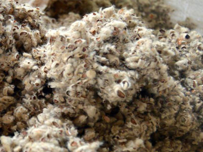 cottonseed hulls