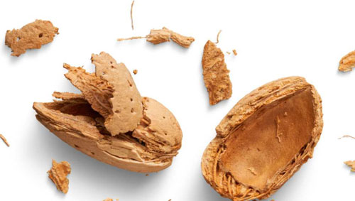 Shell Fragments & Almond Dust