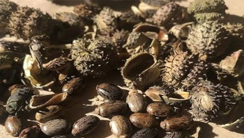 Castor bean shell